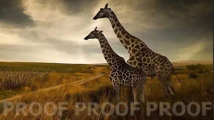 Đặt Watermark đúng chỗ giúp bức ảnh trông chuyên nghiệp và đẹp mắt hơn