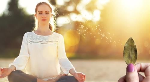 Phương pháp Manifest với lá nguyệt quế