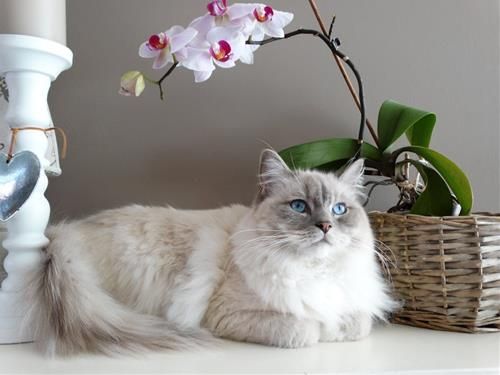 Tuần mới của Ma Kết