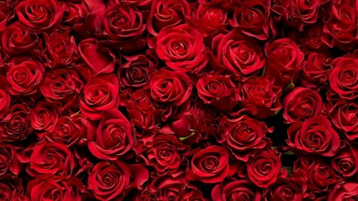 y-nghia-hoa-hong-20-min