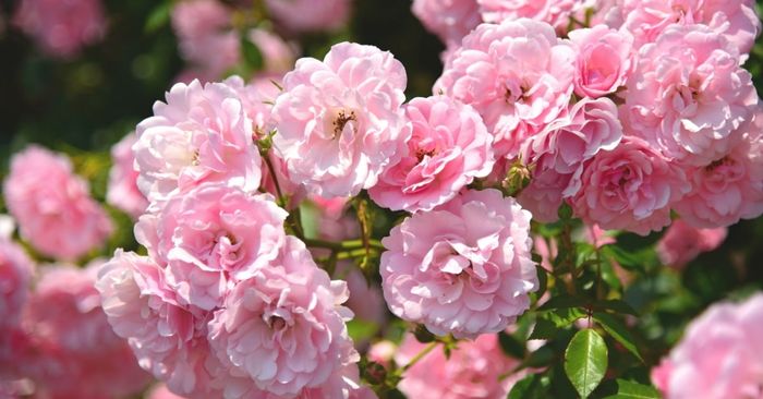 y-nghia-hoa-hong-thumb-min