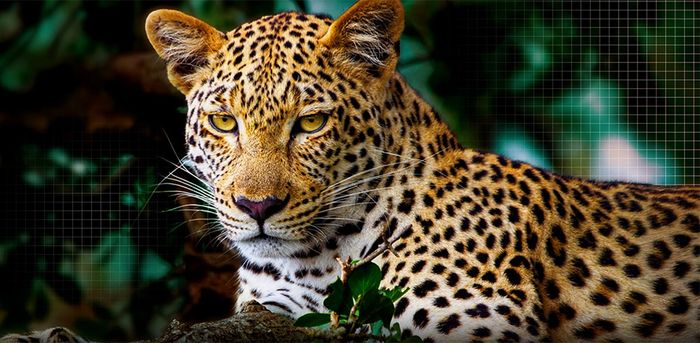 Công nghệ AI Picture Pro Tivi LG OLED AI 4K 65 Inch OLED65B5PSA