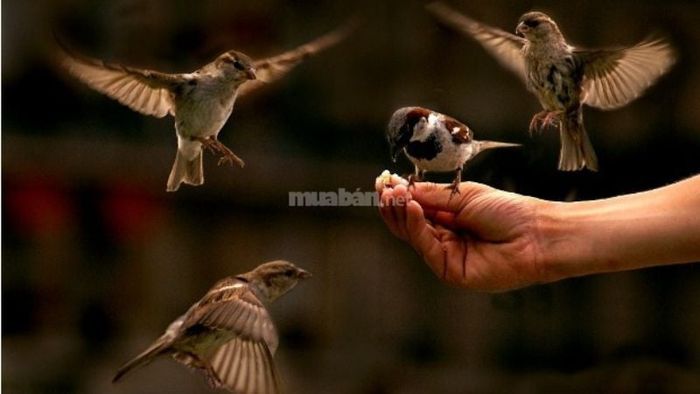 Mơ thấy mình đang cho chim non ăn cho thấy bạn đang chăm sóc và nâng niu những gì quý giá trong cuộc sống.