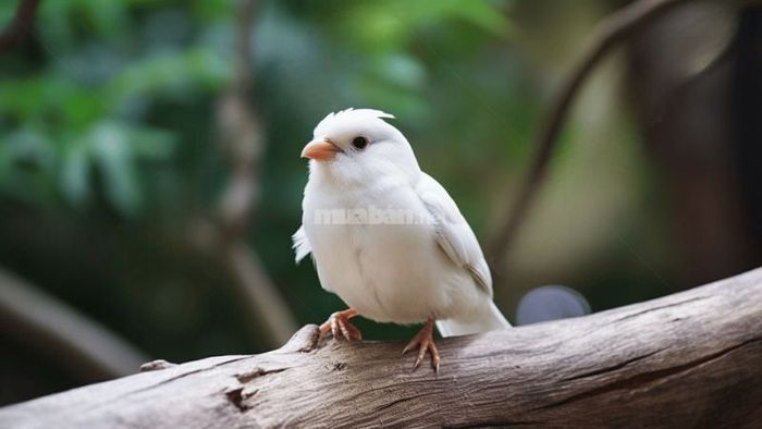 Mơ chim non màu trắng tượng trưng cho sự bình yên và may mắn đang chờ đón bạn. Hãy tiếp tục tiến bước và bạn sẽ nhận được sự giúp đỡ từ những người thân thiết, vượt qua mọi thử thách.