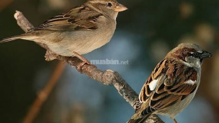Giấc mơ thấy chim non mang điềm báo gì?