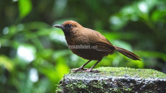 Mơ thấy chim non màu nâu phản ánh quá trình bạn đang hướng đến sự ổn định và bền vững. Từng bước nhỏ nhưng chắc chắn, bạn sẽ đạt được mục tiêu và thành công trong tương lai.