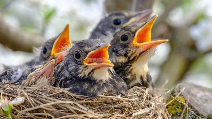 Mơ chim non đang ăn là dấu hiệu cho thấy bạn đang tìm kiếm và tận dụng những cơ hội để phát triển.