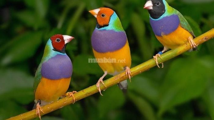 Mơ thấy chim non nhiều màu phản ánh một giai đoạn mới trong cuộc sống của bạn, nơi mà những cơ hội đa dạng đang mở ra. Hãy tự tin đi theo những quyết định của mình để khám phá và đạt được những thành tựu to lớn.