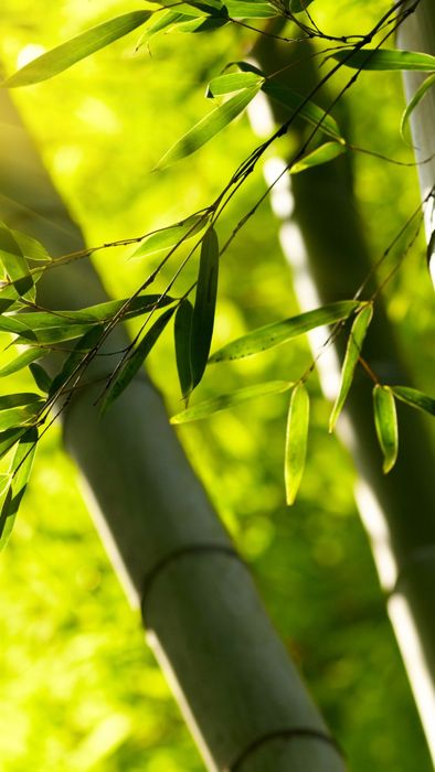 Hình nền điện thoại phong thủy mệnh Mộc giúp đón vận may, tăng tài lộc