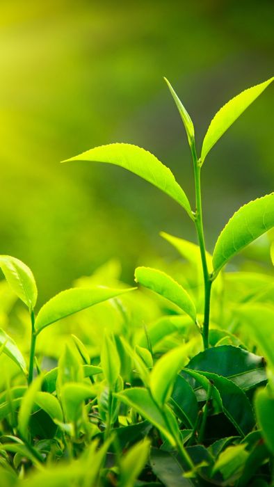 Hình nền mệnh Mộc đẹp sắc nét 4K, hút tài lộc cực mạnh