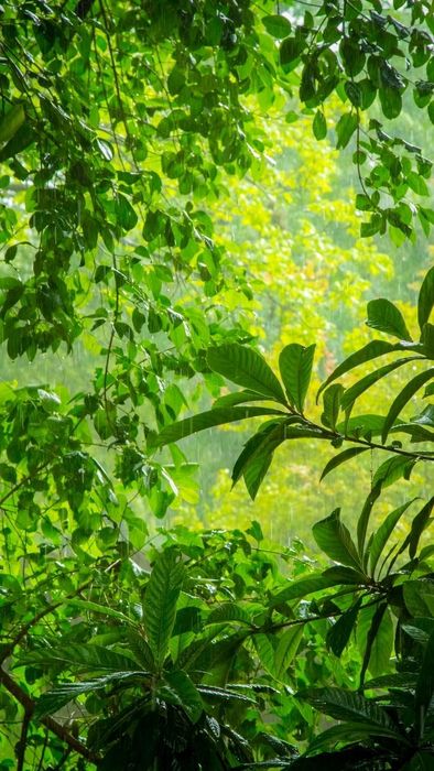 Hình nền điện thoại mang lại may mắn, hợp phong thủy mệnh Mộc
