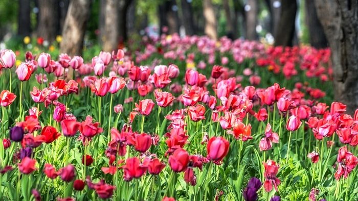 Hình nền máy tính cho mệnh Mộc giúp kích hoạt tài lộc mạnh mẽ