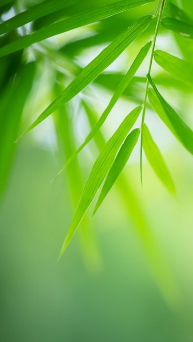 tải ngay hình nền phong thủy hút tài lộc dành cho người mệnh Mộc
