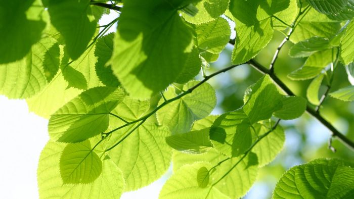 Tải hình nền thu hút tài lộc mệnh Mộc dành cho máy tính