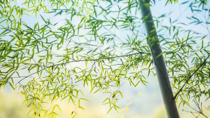 Hình nền 4K mang may mắn, tài lộc cho người mệnh Mộc