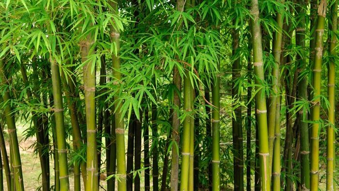 Tải ngay hình nền máy tính thu hút tài lộc và may mắn cho người mệnh Mộc