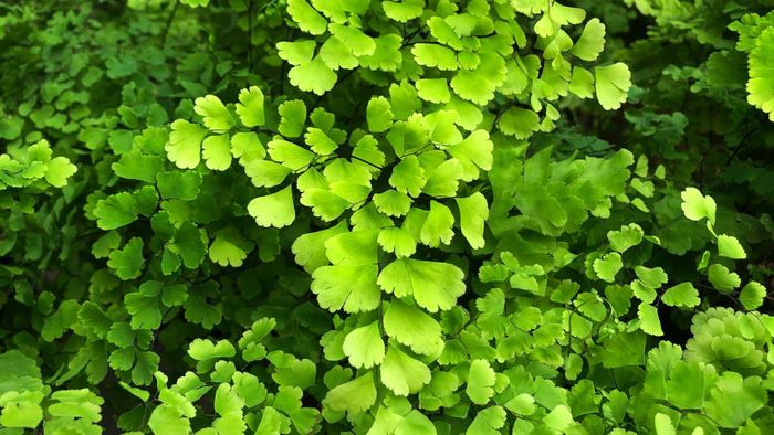 Hình nền máy tính mệnh Mộc được yêu thích, giúp chiêu tài hiệu quả
