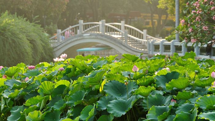 Hình nền máy tính hợp mệnh Mộc giúp kích tài vận hiệu quả