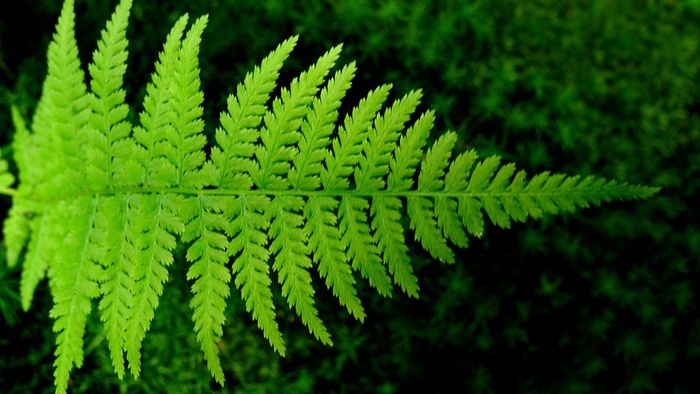 Những hình nền đẹp nhất cho máy tính giúp người mệnh Mộc hút tài lộc