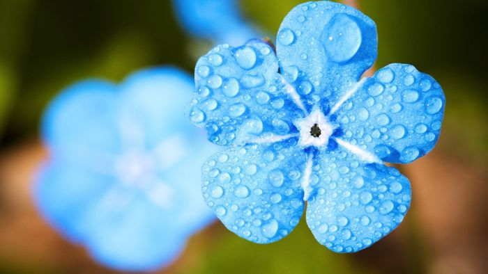 tải ngay bộ hình nền chiêu tài đắc lộc cho máy tính của người mệnh Mộc