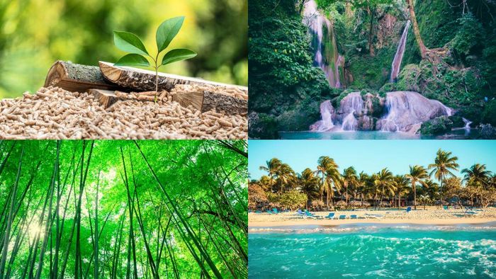 Nguyên tắc lựa chọn hình nền hợp phong thủy, thu hút tài lộc cho người mệnh Mộc