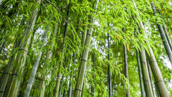Hình nền máy tính phong thủy mang may mắn và tài lộc cho mệnh Mộc