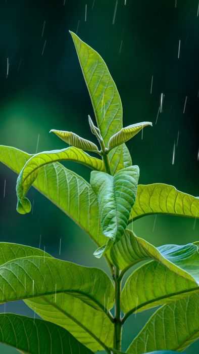 Hình nền điện thoại mệnh Mộc chiêu tài hút lộc không thể bỏ qua