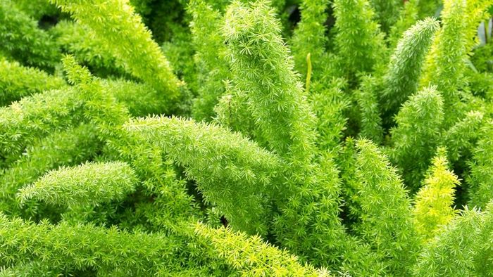 Tải ngay bộ hình nền máy tính thu hút tài lộc dành cho người mệnh Mộc