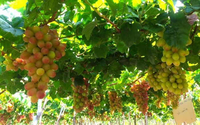 Trọn bộ cẩm nang du lịch Ninh Thuận 2025 cho hành trình đáng nhớ 13