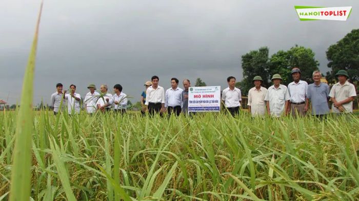vat-tu-nong-nghiep-phuong-hoang-dia-chi-vang-cho-nha-nong-ha-noi