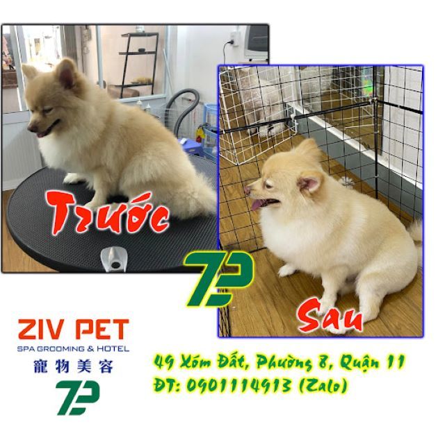 Ziv Pet Spa - Địa chỉ vàng chăm sóc sắc đẹp thú cưng