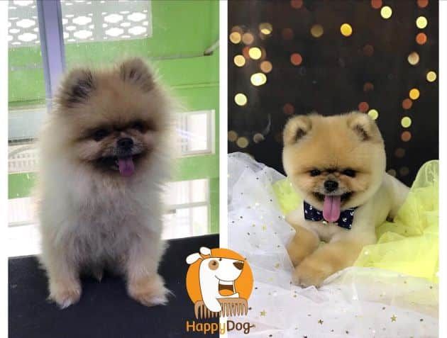 Happy Dogs Grooming & Spa - Nơi boss tỏa sáng