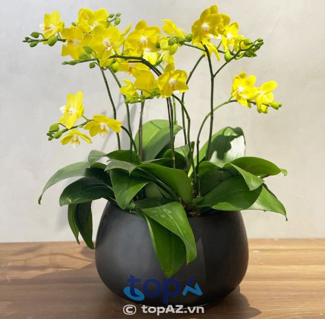 FLoLi - Địa chỉ vàng cho những ai tìm kiếm lan hồ điệp chất lượng tại quận Đống Đa