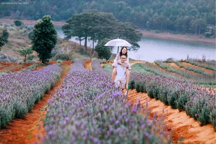 Khoảnh khắc bình minh trên Cánh Đồng Oải Hương - khi sương mai hòa quyện cùng sắc tím