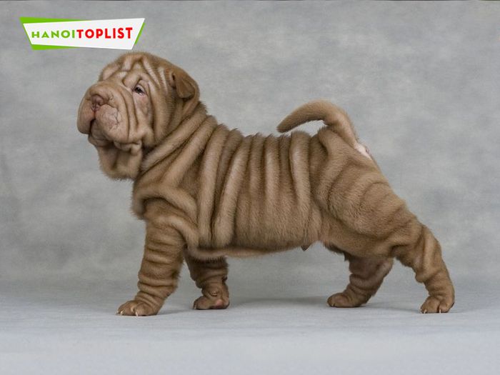 sieu-pet-dia-chi-sharpei-gia-tot-ha-noi-Mytour