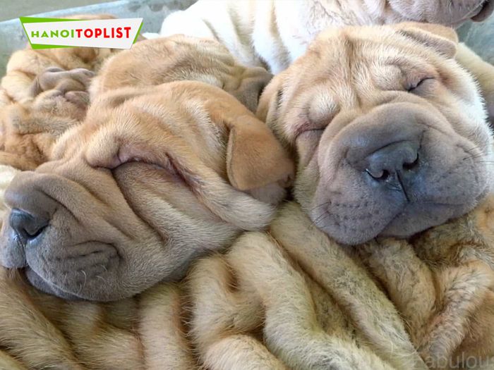 kimi-pet-dia-chi-sharpei-ha-noi-dang-tin-cay-Mytour