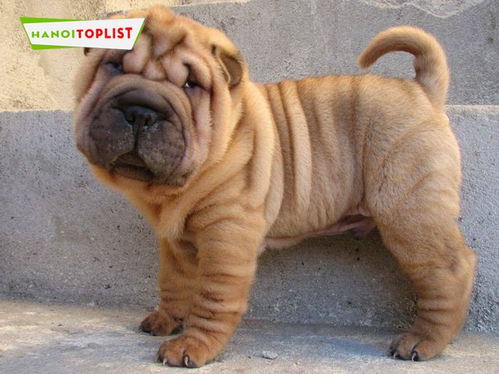 dogily-shop-cho-sharpei-ha-noi-chat-luong-Mytour