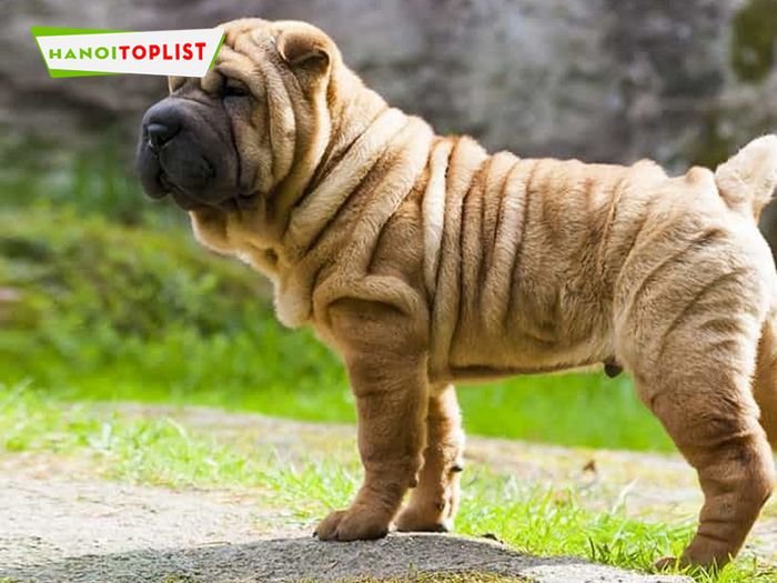 cong-ty-thu-kieng-viet-nam-dia-chi-sharpei-uy-tin-Mytour