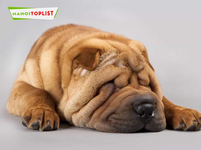 thu-canh-viet-dia-chi-sharpei-gia-tot-ha-noi-Mytour