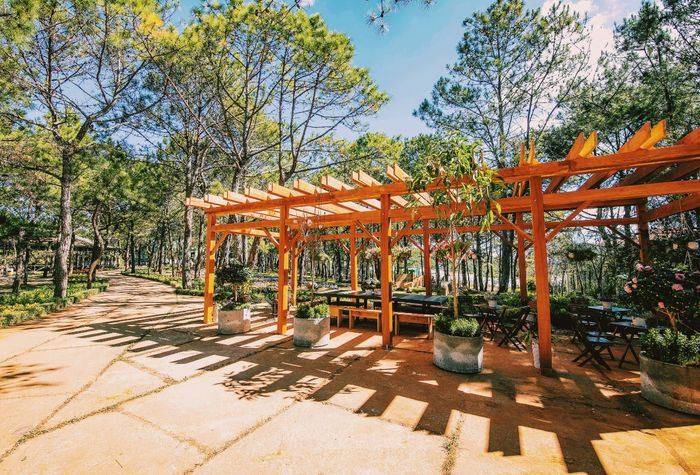 Khoảnh khắc đẹp ngỡ ngàng tại Rừng Hoa Đà Lạt - thiên đường của những tâm hồn yêu cái đẹp