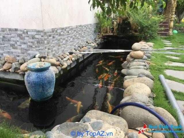 Chuyên gia thiết kế và thi công hồ cá Koi cao cấp tại TP.HCM
