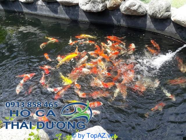 Chuyên gia thi công hồ cá Koi đẳng cấp tại TP.HCM