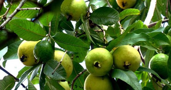 Tranh minh họa số 2: Cảnh sắc mùa thu với hoa cúc vàng và lá đỏ (Nguồn: Sưu tầm)