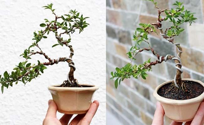 Bình Nguyên - Kiến tạo không gian xanh đẳng cấp