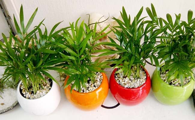 Ngọc Hà - Chuyên gia kiến tạo không gian xanh