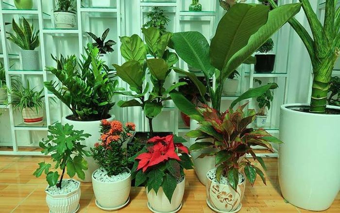 Danh sách các cửa hàng bán cây xanh văn phòng uy tín tại TP.HCM