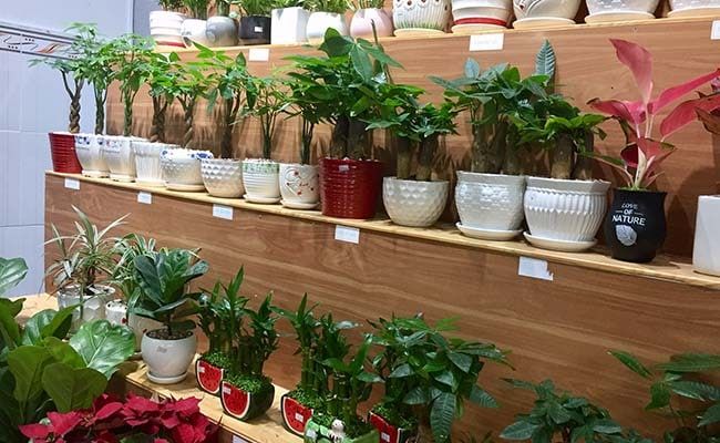 Sài Gòn Hoa - Nghệ thuật kiến tạo không gian xanh