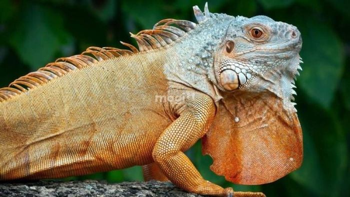 Cách tiếp cận nhẹ nhàng để đưa kỳ nhông ra khỏi nhà