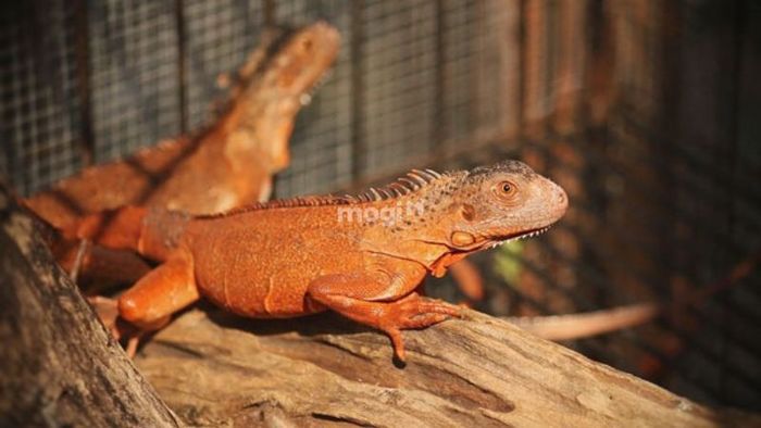 Phương án hóa giải vận hạn khi kỳ nhông xuất hiện trong nhà