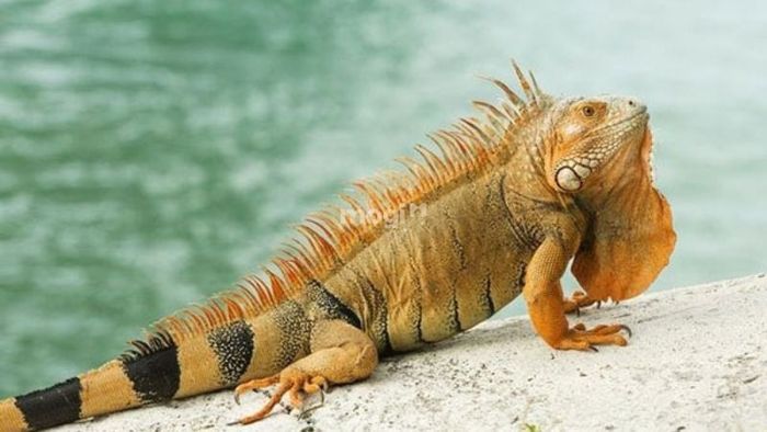 Kỳ nhông lẻn vào nhà lúc đêm khuya